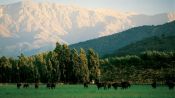 RUTA DEL VINO - VALLE DEL MAIPO EN CHILE, , 