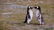 PUNTA ARENAS Y PINGUINOS, , 