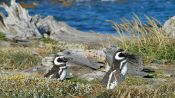 PUNTA ARENAS Y PINGUINOS, , 