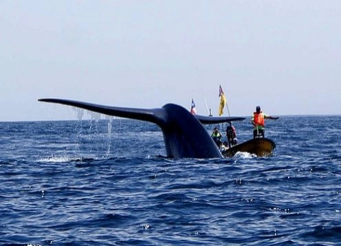 Tour Caleta Chanaral  De Aceituno - (avistamiento De Ballenas), La Serena