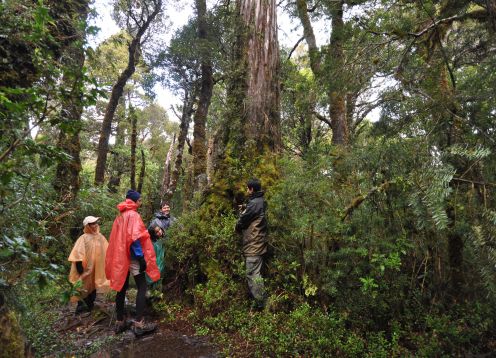 Reserva Costera Valdiviana (alerce Costero), Valdivia