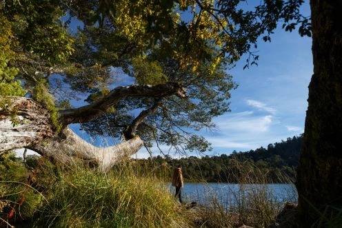 EXCURSION AL PARQUE PUYEHUE Y TERMAS DE AGUA CALIENTE. Puerto Varas, CHILE