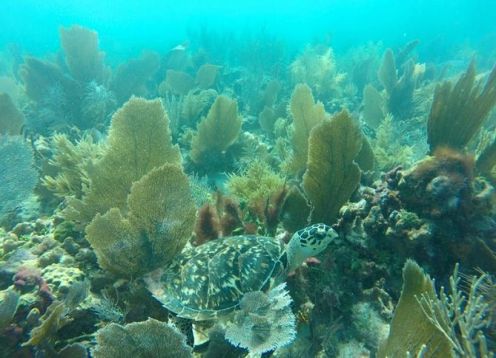 Snorkel en  San Juan de Puerto Rico. , PUERTO RICO