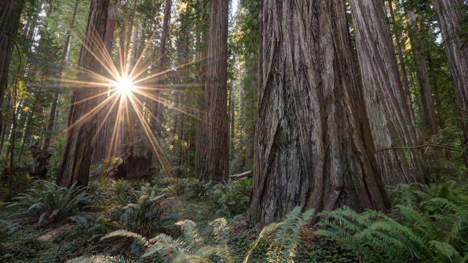 Excursion en San Francisco para conocer Sequioias y Vinos, San Francisco, CA, ESTADOS UNIDOS