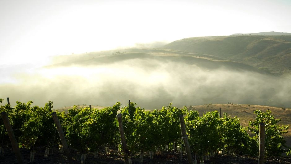 Ruta del Vino, Valle del Limari., La Serena, CHILE