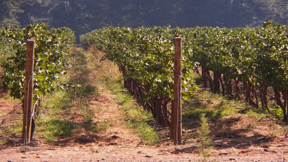 TOUR DEL VINO- COUSINO MACUL, Santiago, CHILE