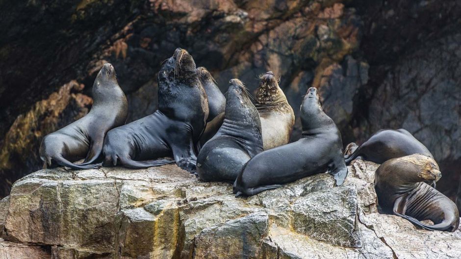 Tour a las Islas Ballestas, Paracas, PERU