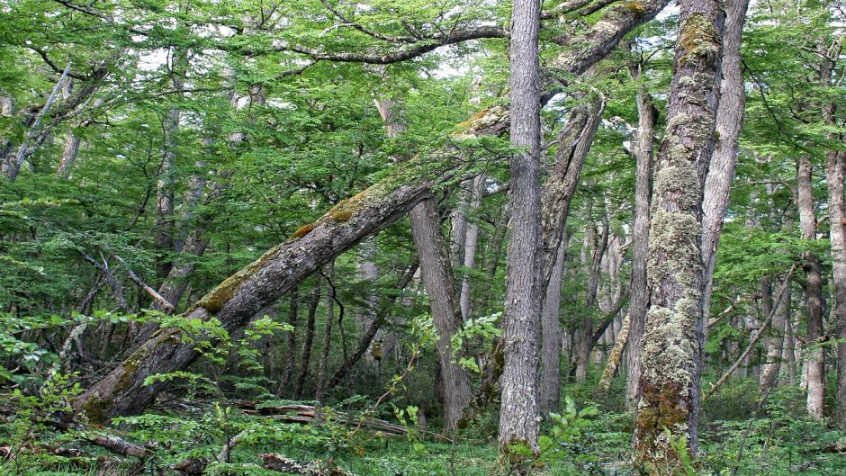 TREKKING EN RESERVA MAGALLANES, Punta Arenas, CHILE