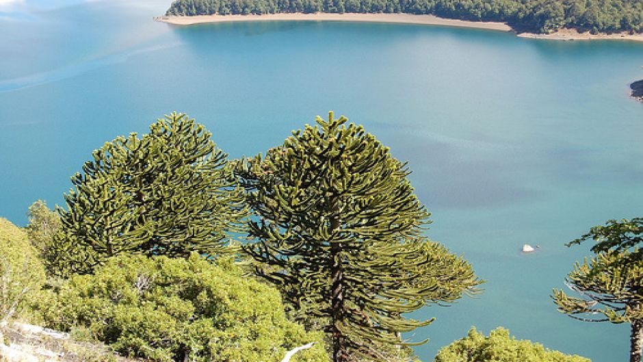 TREKKING PARQUE NACIONAL CONGUILLIO, Pucon, CHILE