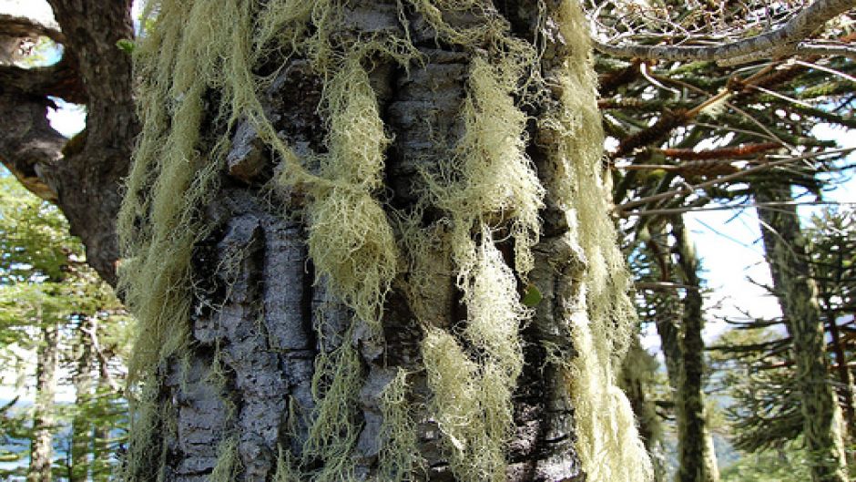 TREKKING PARQUE NACIONAL CONGUILLIO, Pucon, CHILE