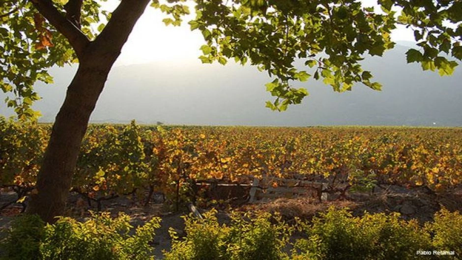 TOUR DEL VINO - VALLE DE COLCHAGUA, Santiago, CHILE