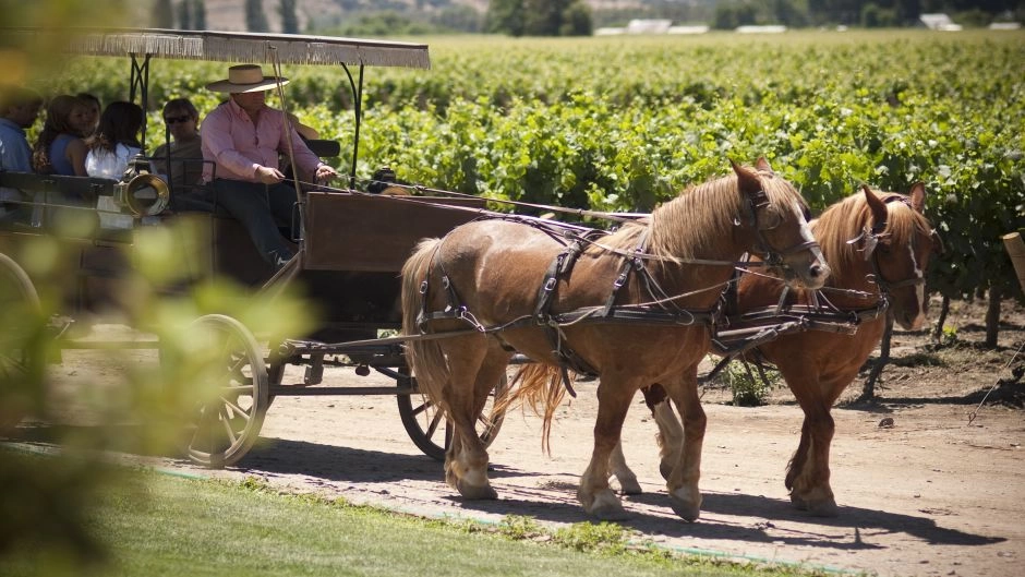 TOUR DEL VINO - VALLE DE COLCHAGUA, Santiago, CHILE