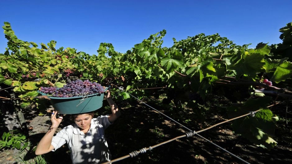 TOUR DEL VINO - CONCHA Y TORO Y VINA UNDURRAGA, Santiago, CHILE