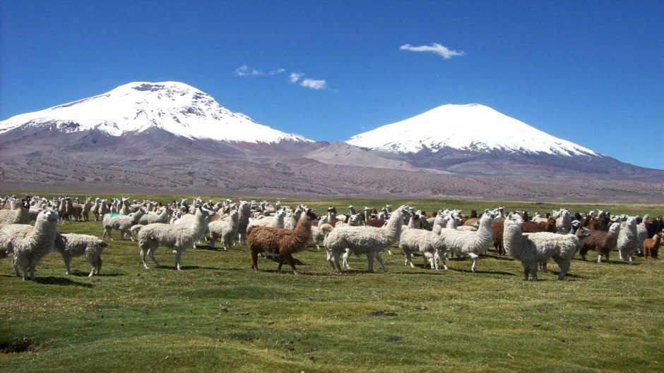 PARQUE NACIONAL LAUCA - LAGO CHUNGARA, Arica, CHILE