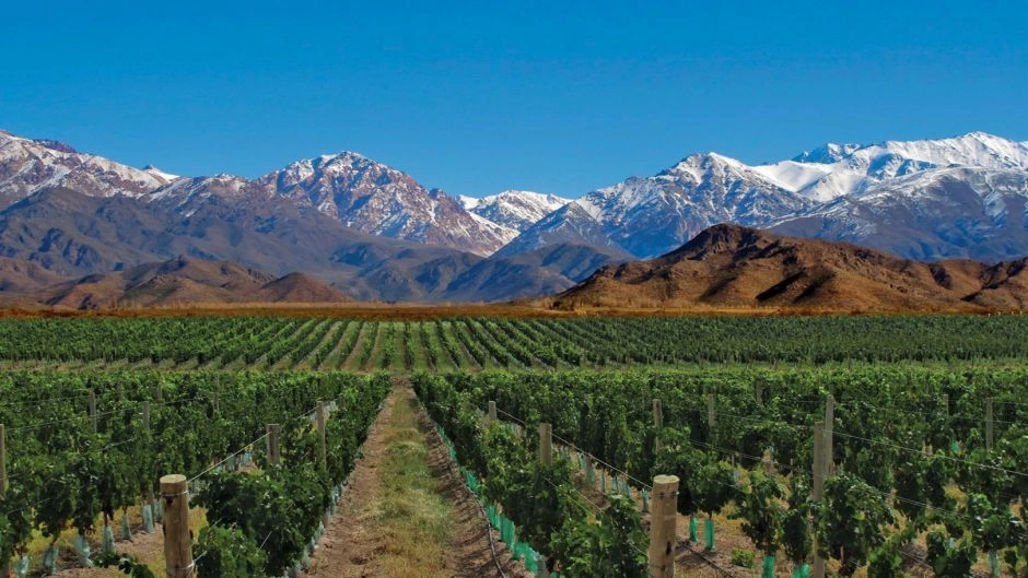 TOUR DEL VINO, 1/2 DIA EN MENDOZA, Mendoza, ARGENTINA