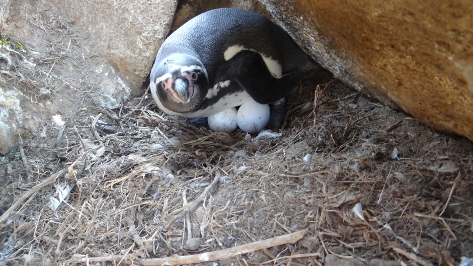 Visita de dia completo  Isla Damas, Reserva Nacional Pinguino de Humbolt , La Serena, CHILE