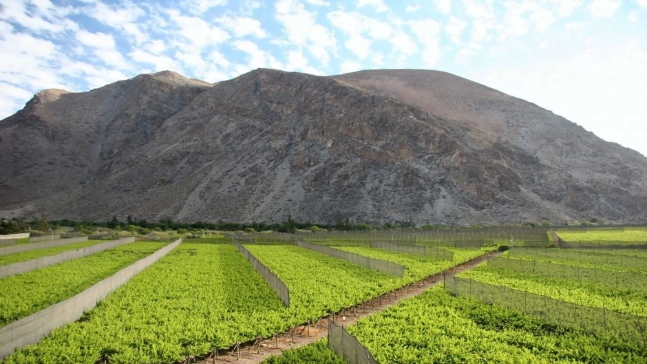 Excursion al Valle del Elqui, La Serena, CHILE