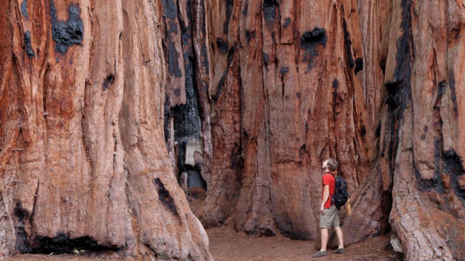 Yosemite y las Sequioias gigantes, San Francisco, CA, ESTADOS UNIDOS