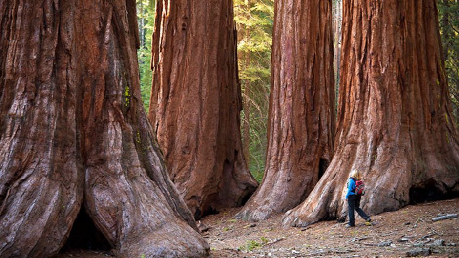 Yosemite y las Sequioias gigantes, San Francisco, CA, ESTADOS UNIDOS