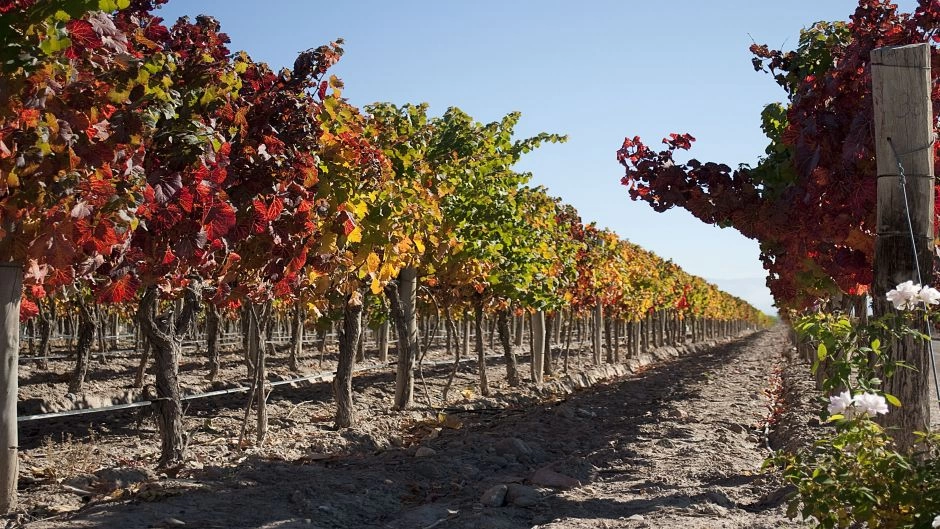 TOUR DEL VINO, ZONA CENTRO DE MENDOZA, Mendoza, ARGENTINA