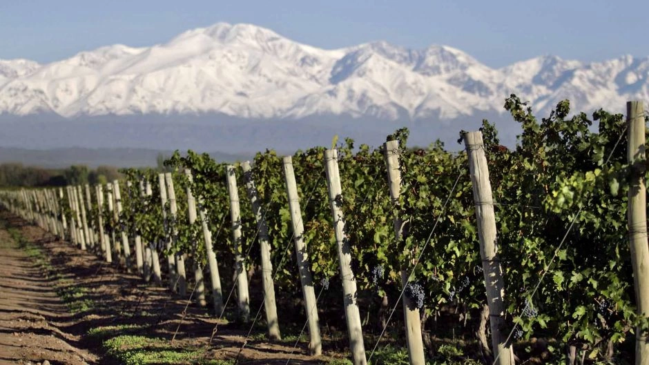 TOUR DEL VINO, ZONA CENTRO DE MENDOZA, Mendoza, ARGENTINA