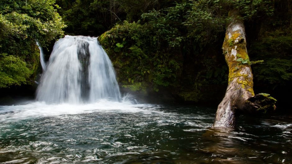 EXCURSION AL PARQUE PUYEHUE Y TERMAS DE AGUA CALIENTE, Puerto Varas, CHILE