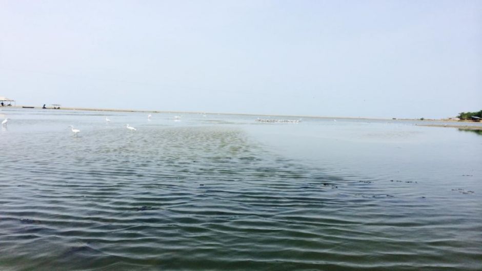 Tour por los manglares de Boquilla, Cartagena de Indias, COLOMBIA