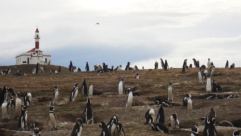 NAVEGACIÃN A PINGÃINERAS FIORDOS DEL SUR II, Punta Arenas, CHILE