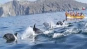 Tour Caleta Chanaral  de Aceituno - (Avistamiento de Ballenas), La Serena, CHILE