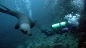 Bautismo Submarino en Punta de Choros, La Serena, CHILE