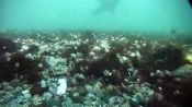 Bautismo Submarino en Punta de Choros, La Serena, CHILE