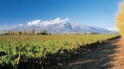 City Tour + Tour del Vino en Concha y Toro, Santiago, CHILE