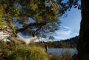 EXCURSION AL PARQUE PUYEHUE Y TERMAS DE AGUA CALIENTE, Puerto Varas, CHILE