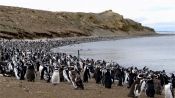 PINGUINERAS ISLA MAGDALENA, Punta Arenas, CHILE