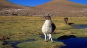 EXCURSION A LOS GEYSER DEL TATIO Y VILLA MACHUCA, San Pedro de Atacama, CHILE