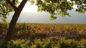 TOUR DEL VINO - VALLE DE COLCHAGUA, Santiago, CHILE