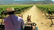 TOUR DEL VINO - VALLE DE CASABLANCA, Santiago, CHILE