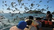 ISLA GRANDE DE CHILOE; ANCUD Y PINGUINERAS DE PUÃIHUIL, Puerto Varas, CHILE