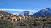 TOUR TORRES DEL PAINE, DIA ENTERO, Torres del Paine, CHILE