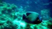 BUCEO EN ARRAIAL DO CABO, Buzios, BRASIL