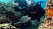 BUCEO EN ARRAIAL DO CABO, Buzios, BRASIL