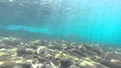 BUCEO EN ARRAIAL DO CABO, Buzios, BRASIL