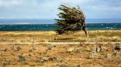 Tierra del Fuego y Parque Pinguino Rey, Punta Arenas, CHILE