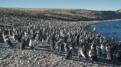 NAVEGACIÃN A PINGÃINERAS FIORDOS DEL SUR II, Punta Arenas, CHILE