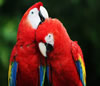 Guía de Aves en  COLOMBIA